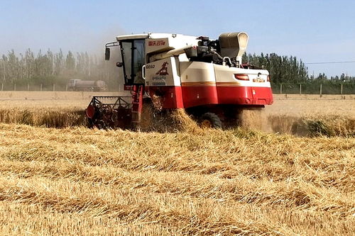 瓜州县7.4万亩小麦开启 收割模式 机械化机助农增收